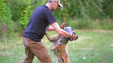 Belçikalı Malinois antrenöründen oyuncağa saldırmaya hazırlanıyor.