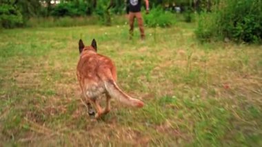 Büyük kahverengi köpek parkta bir oyuncağa saldırmaya hazırlanıyor.