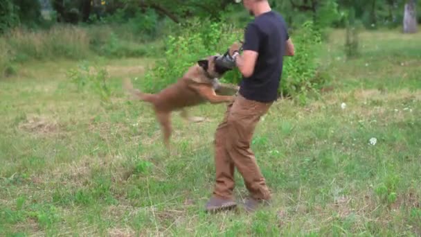 Belgijski Malinois chwycił swoje zęby w zabawkę, którą trzyma mężczyzna — Wideo stockowe