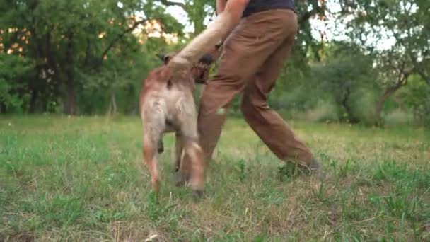 Belgischer Schäferhund hat Spaß mit einem Mann im Park — Stockvideo