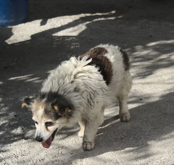 Beyaz, siyah ve kahverengi köpek 