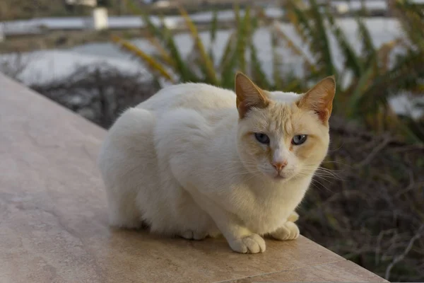 Siamesische Katze Red Point Weiß Und Orange — Stockfoto