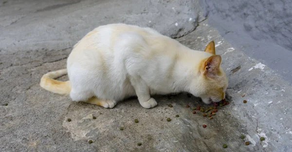 Siamese Gato Ponto Vermelho Branco Laranja — Fotografia de Stock