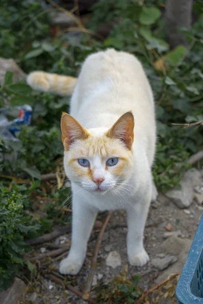 Siamesische Katze Red Point Weiß Und Orange — Stockfoto