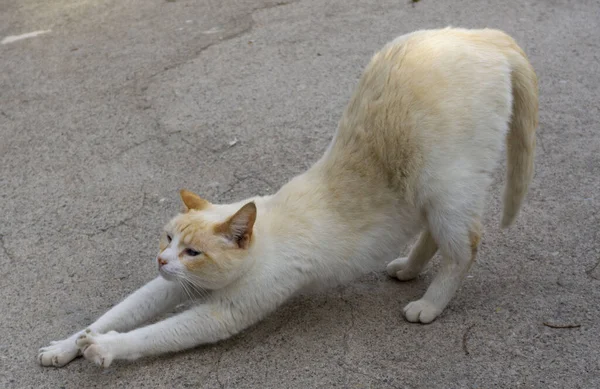 Siamese Gato Ponto Vermelho Branco Laranja — Fotografia de Stock