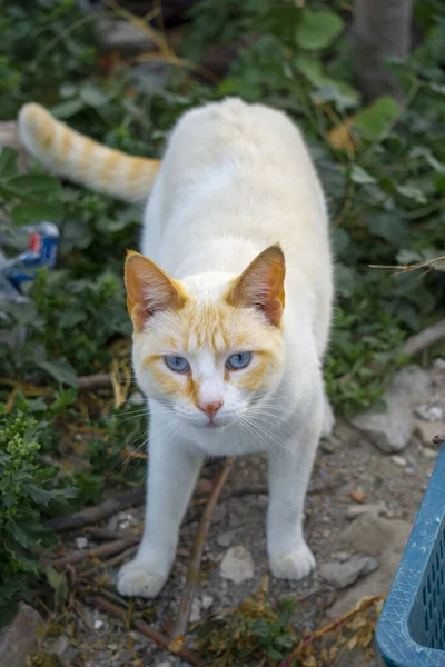 Красная Точка Сиамской Кошки Белая Оранжевая — стоковое фото