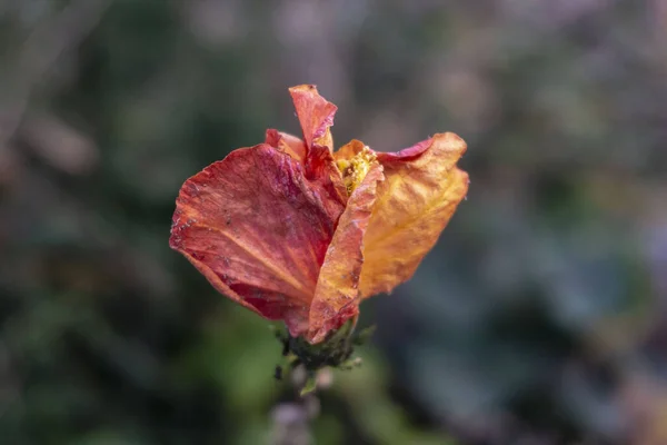 Hibiscus bitkisi, yeşil arkaplan ile kapatın
