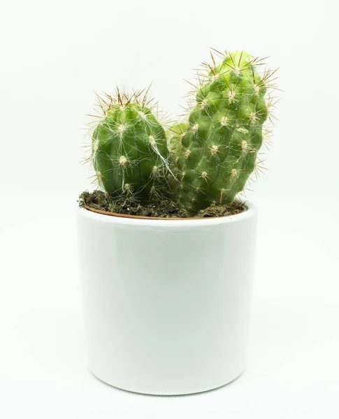 Cactus San Pedro Maceta Blanca Imagen de stock