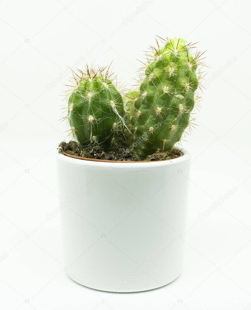 San Pedro cactus in a white planter