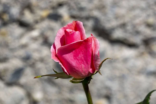 Close Pink Bud Rose — Stock Photo, Image