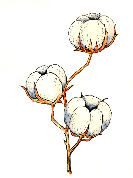 Κλαδί Βαμβακιού Λευκό Απομονωμένο Φόντο — Φωτογραφία Αρχείου