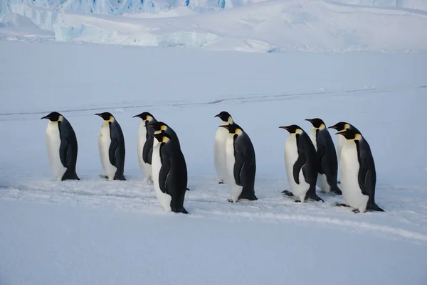 Antarktika Daki Lerleme Stasyonu Yakınlarındaki Mparator Penguenler — Stok fotoğraf
