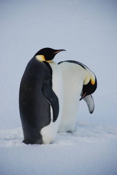 Antarktika Daki Lerleme Stasyonu Yakınlarındaki Mparator Penguenler — Stok fotoğraf