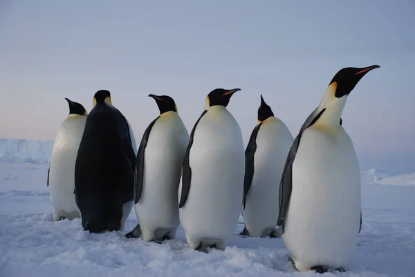 Császár Pingvinek Közel Progress Állomás Antarktisz — Stock Fotó