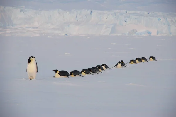 Pinguini Imperatore Vicino Alla Stazione Polare Antartide — Foto Stock