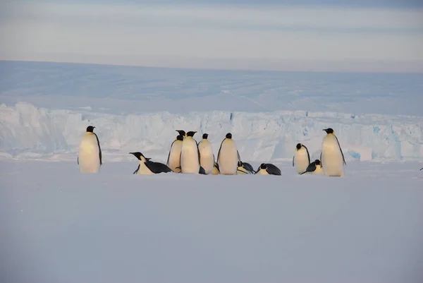南极极地站附近的帝企鹅 — 图库照片