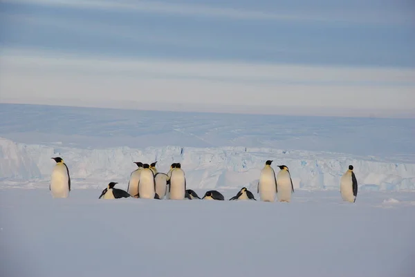 Pinguini Imperatore Vicino Alla Stazione Polare Antartide — Foto Stock