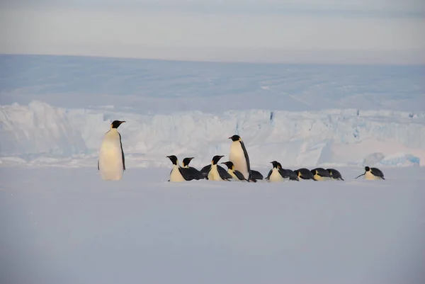 Pinguini Imperatore Vicino Alla Stazione Polare Antartide — Foto Stock