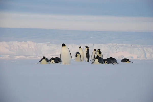 Імператорські Пінгвіни Біля Полярної Станції Антарктида — стокове фото