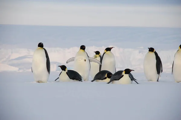 南極の極駅近くの皇帝ペンギン — ストック写真