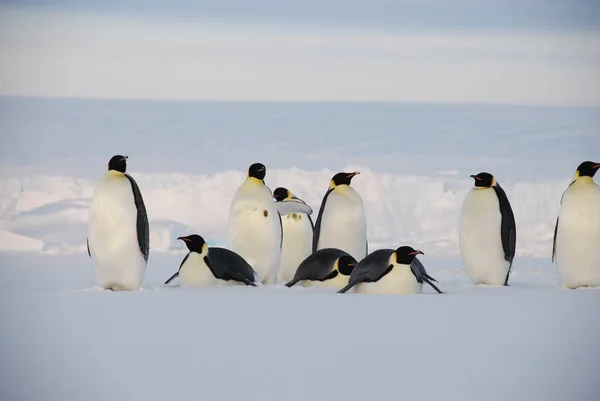 Pinguini Imperatore Vicino Alla Stazione Polare Antartide — Foto Stock