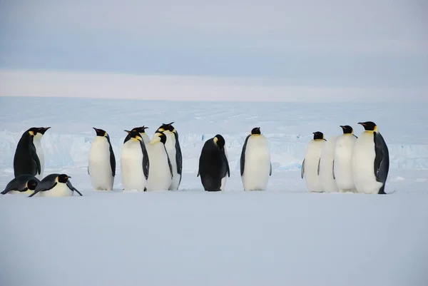 Pingüinos Emperadores Cerca Estación Polar Antártida —  Fotos de Stock