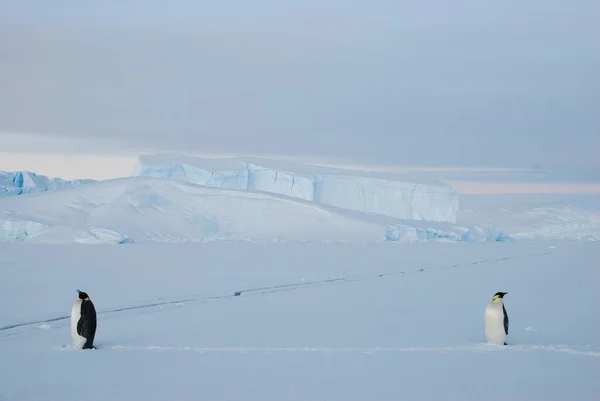 Pinguini Imperatore Vicino Alla Stazione Polare Antartide — Foto Stock