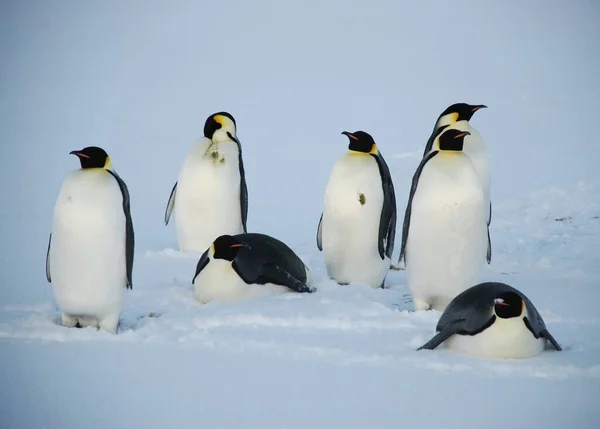 Pinguins Imperador Perto Estação Polar Antártida — Fotografia de Stock