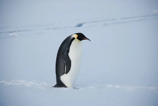 Імператорські Пінгвіни Біля Полярної Станції Антарктида — стокове фото