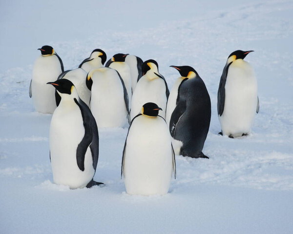 Emperor penguins near polar station, Antarctica