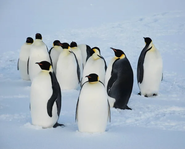 Kejser Pingviner Nær Polar Station Antarktis - Stock-foto