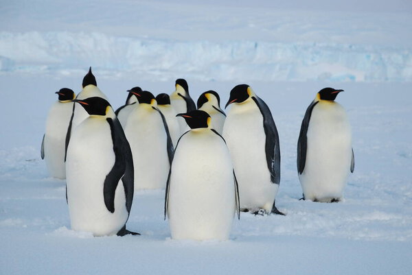 Императорские пингвины возле полярной станции в Антарктиде