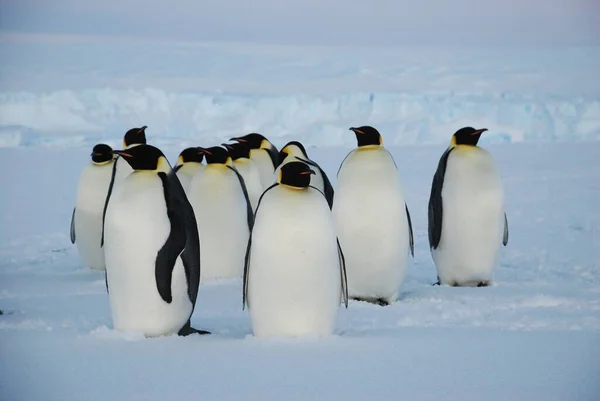 Pinguins Imperador Perto Estação Polar Antártida — Fotografia de Stock