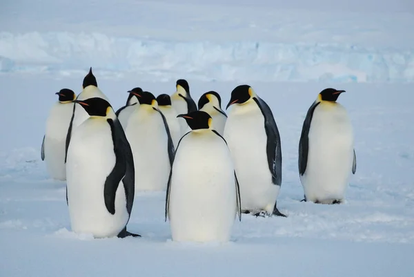 Emperor Penguins Polar Station Antarctica Stock Image