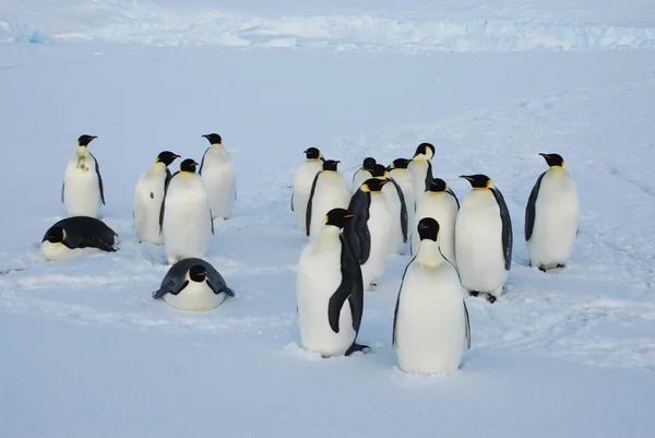 Császár Pingvinek Sarki Állomás Közelében Antarktisz — Stock Fotó