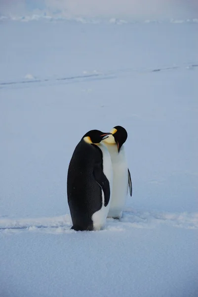 Pingüinos Emperadores Cerca Estación Polar Antártida — Foto de Stock