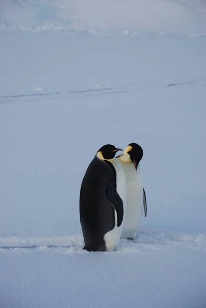 Pinguins Imperador Perto Estação Polar Antártida — Fotografia de Stock