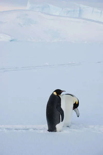 Kejsarpingviner Nära Polarstationen Antarktis — Stockfoto