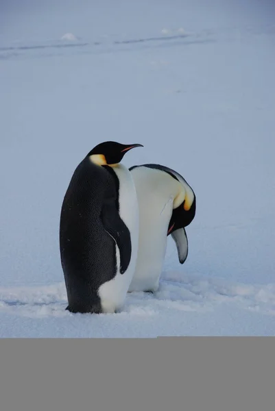 Pingüinos Emperadores Cerca Estación Polar Antártida — Foto de Stock