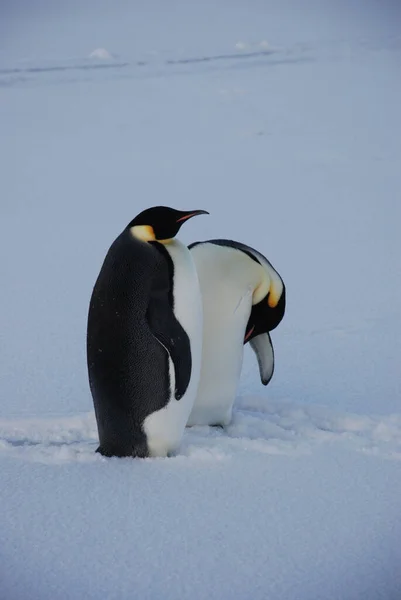 Pingüinos Emperadores Cerca Estación Polar Antártida — Foto de Stock