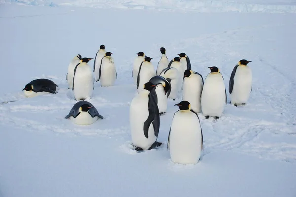 Pingüinos Emperadores Cerca Estación Polar Antártida —  Fotos de Stock