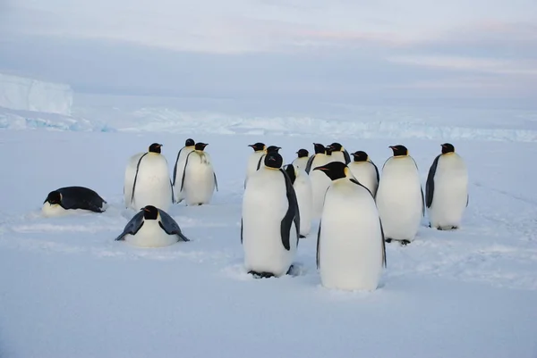 Pinguins Imperador Perto Estação Polar Antártida — Fotografia de Stock