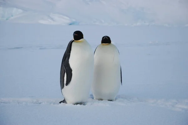 Pinguini Imperatore Vicino Alla Stazione Polare Antartide — Foto Stock