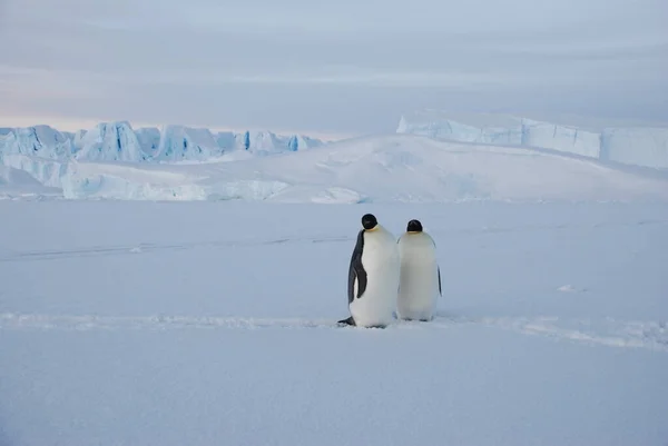 Pinguini Imperatore Vicino Alla Stazione Polare Antartide — Foto Stock