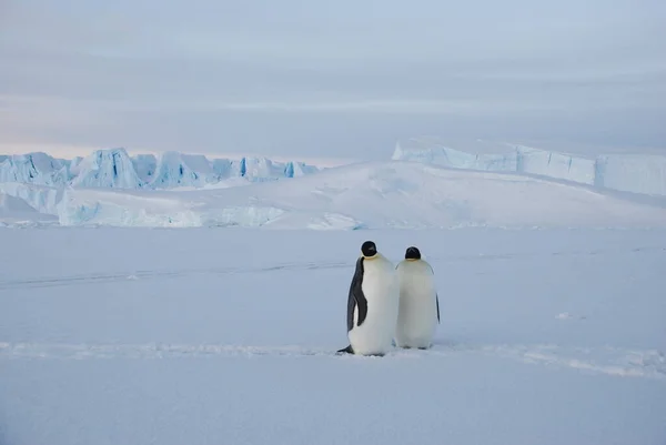 Emperor Penguins Polar Station Antarctica — Stock Photo, Image