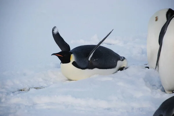 Pingüinos Emperadores Cerca Estación Polar Antártida —  Fotos de Stock