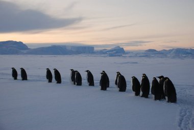 Antarktika 'daki kutup istasyonu yakınlarında imparator penguenleri