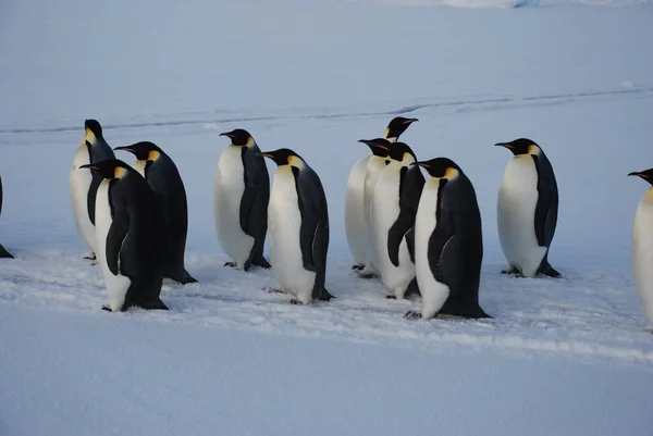 Pingouins Empereurs Près Station Polaire Antarctique — Photo