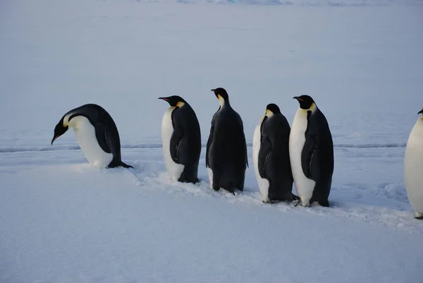 Pinguini Imperatore Vicino Alla Stazione Polare Antartide — Foto Stock