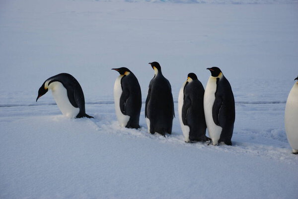 Emperor penguins near polar station, Antarctica